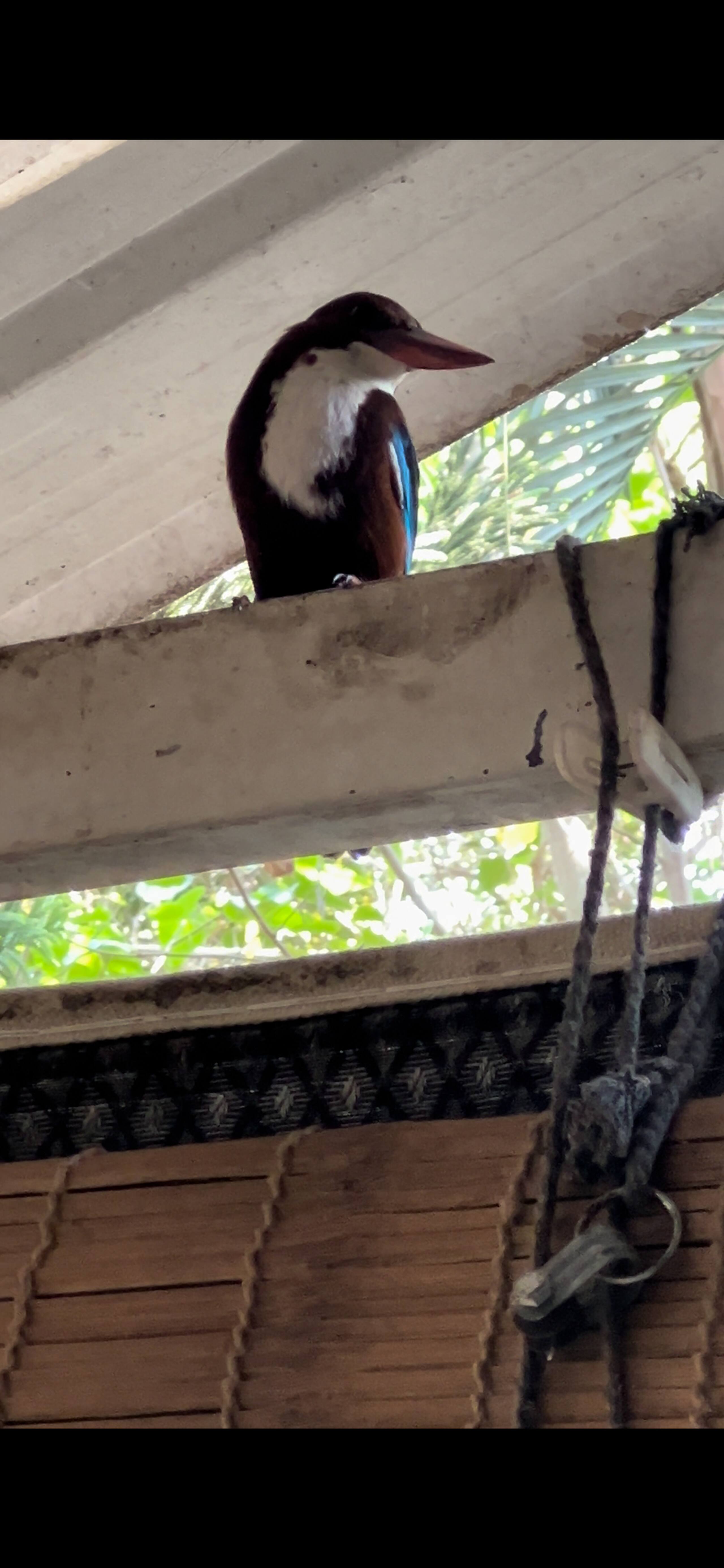 1BHK / Private Sit-out & Garden View | Calangute 25