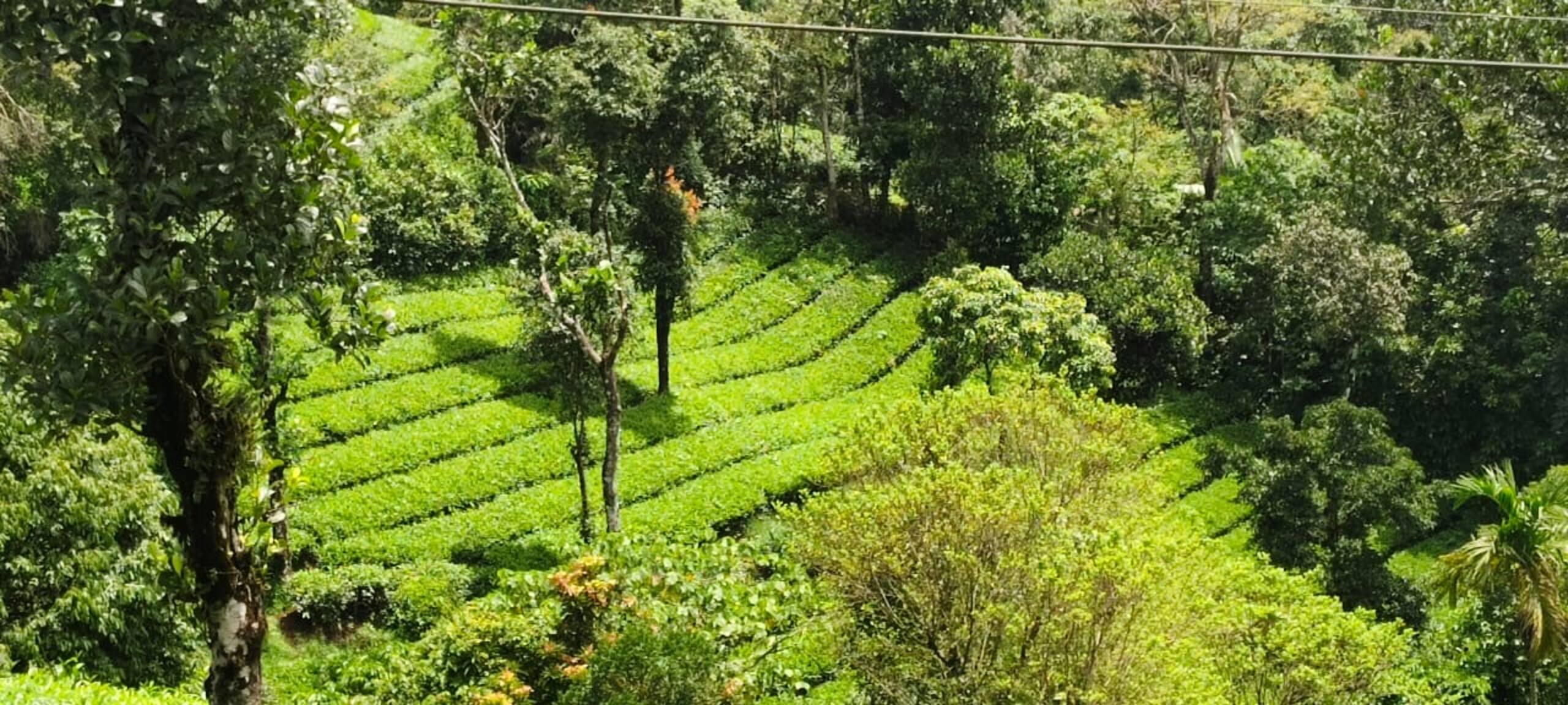Serene slopes 37