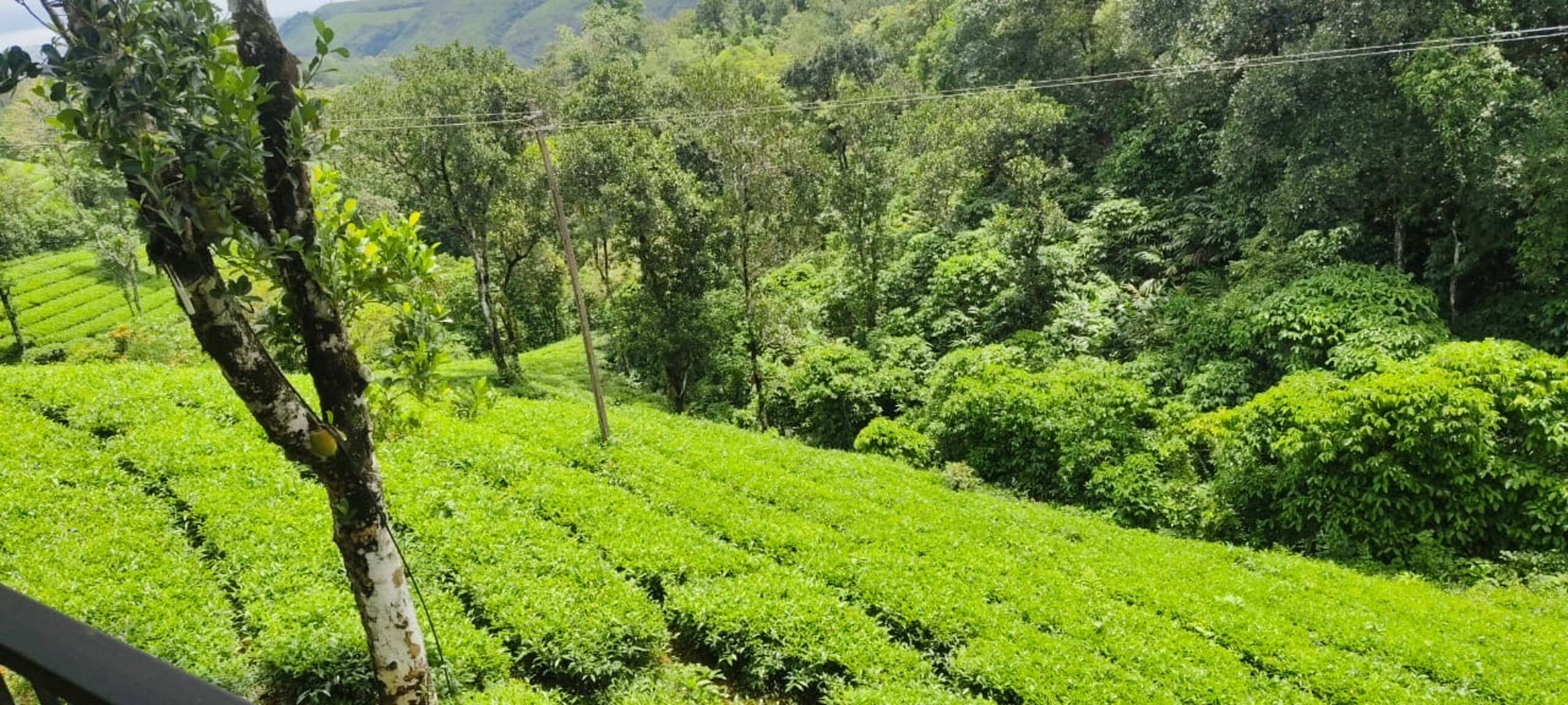 Serene slopes 8