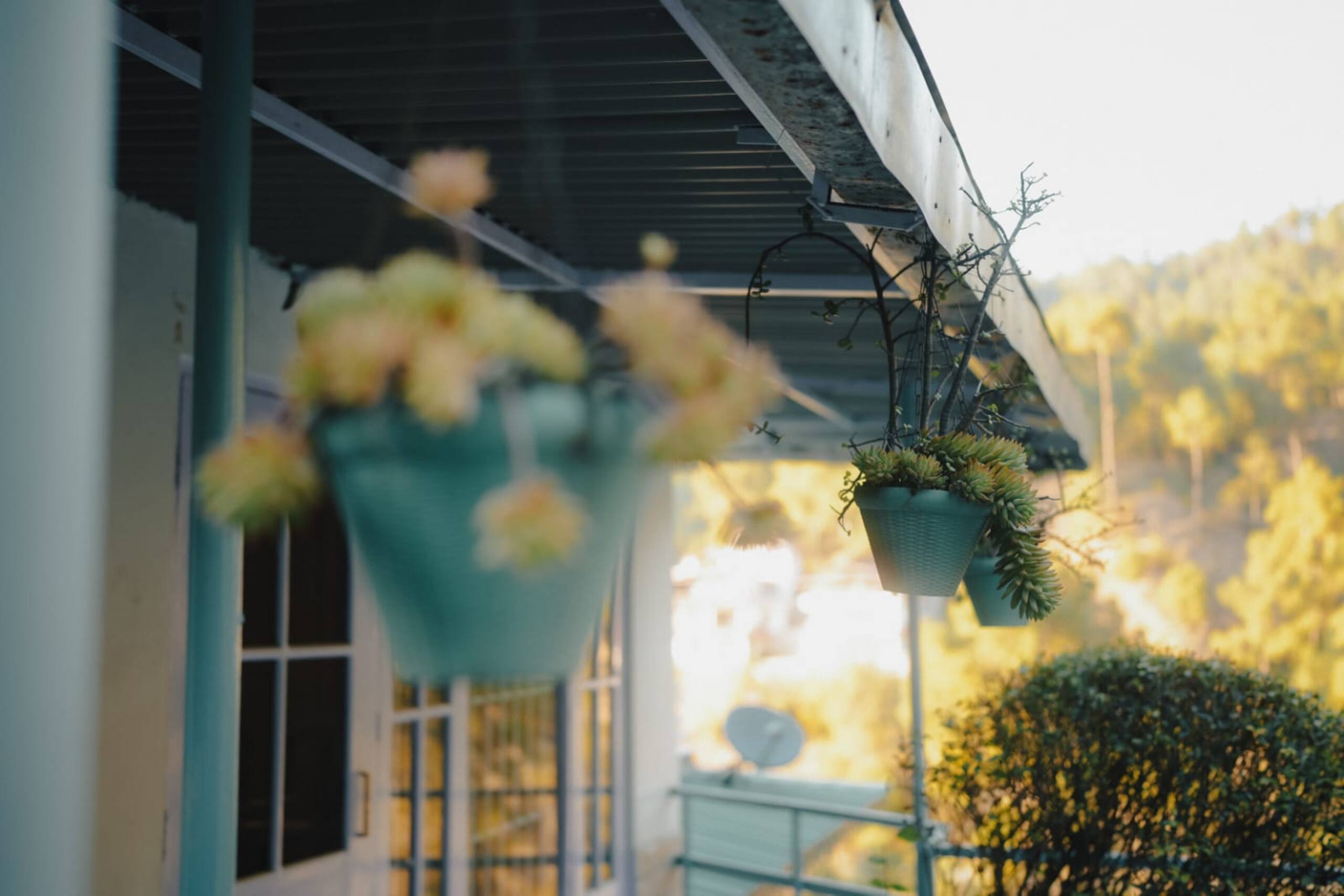 The White Pearl Meadows 14