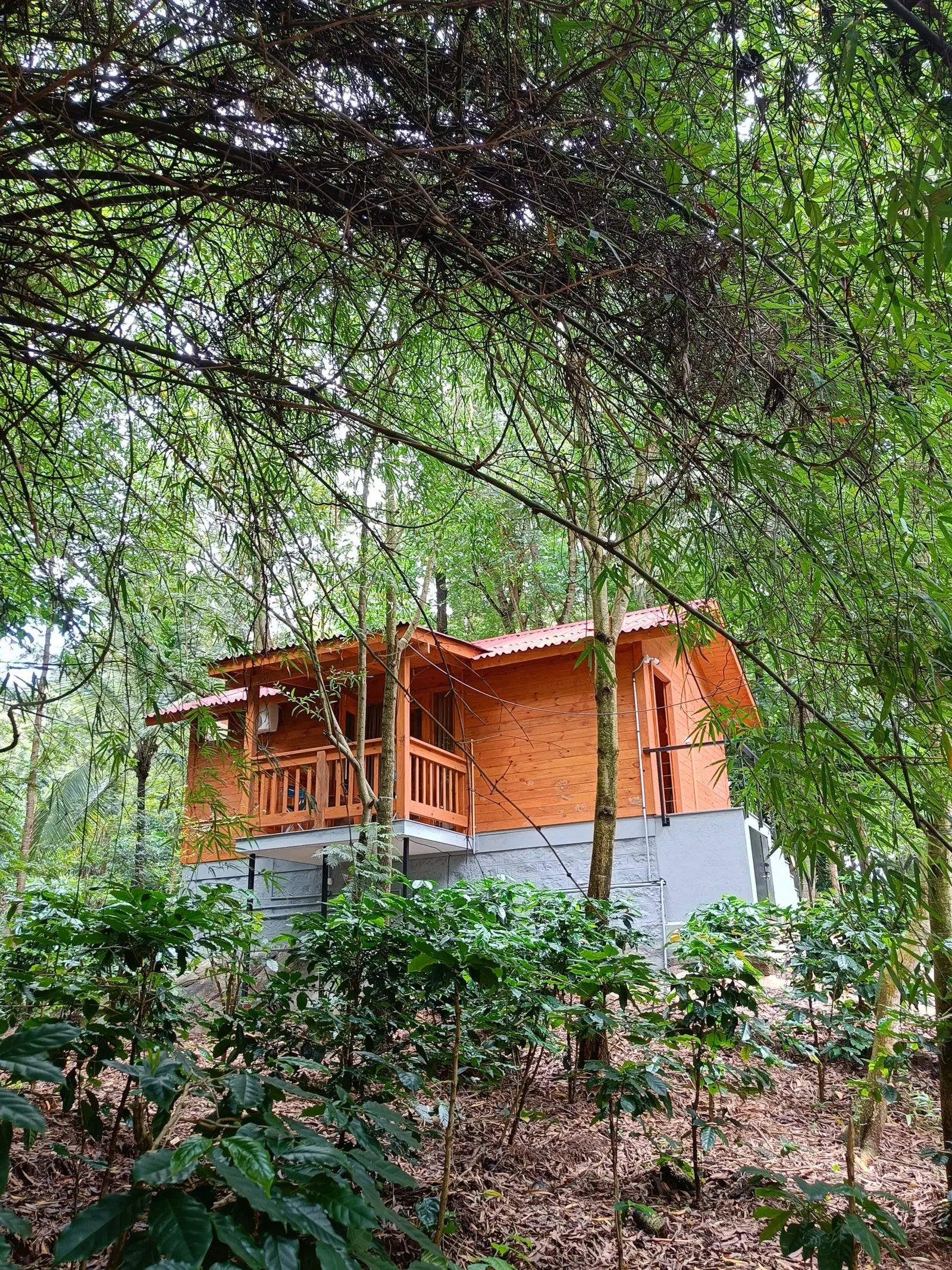 Citrus Trail - Rustic Cottage in Coffee Plantation 3