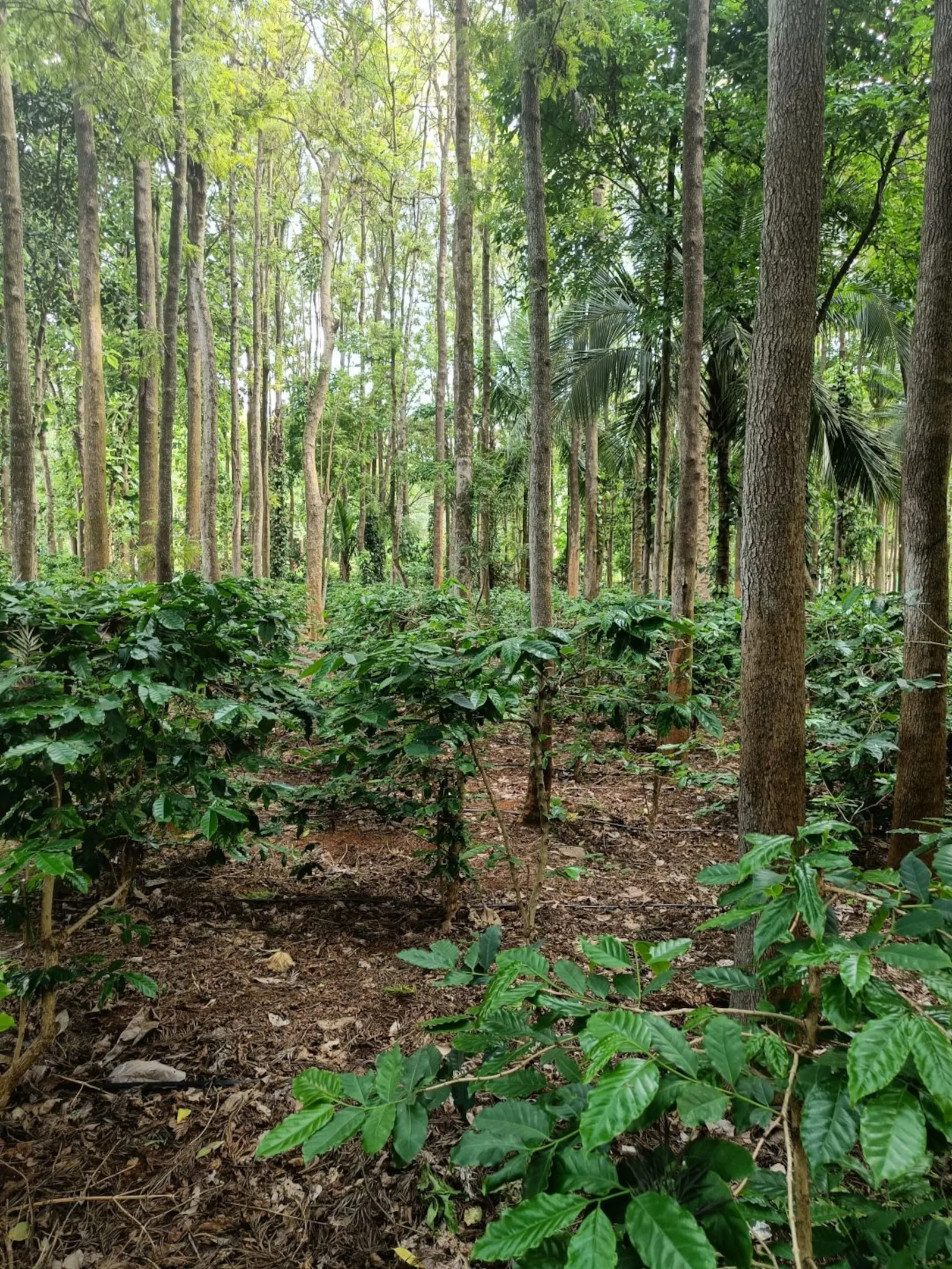 Citrus Trail - Rustic Cottage in Coffee Plantation 6