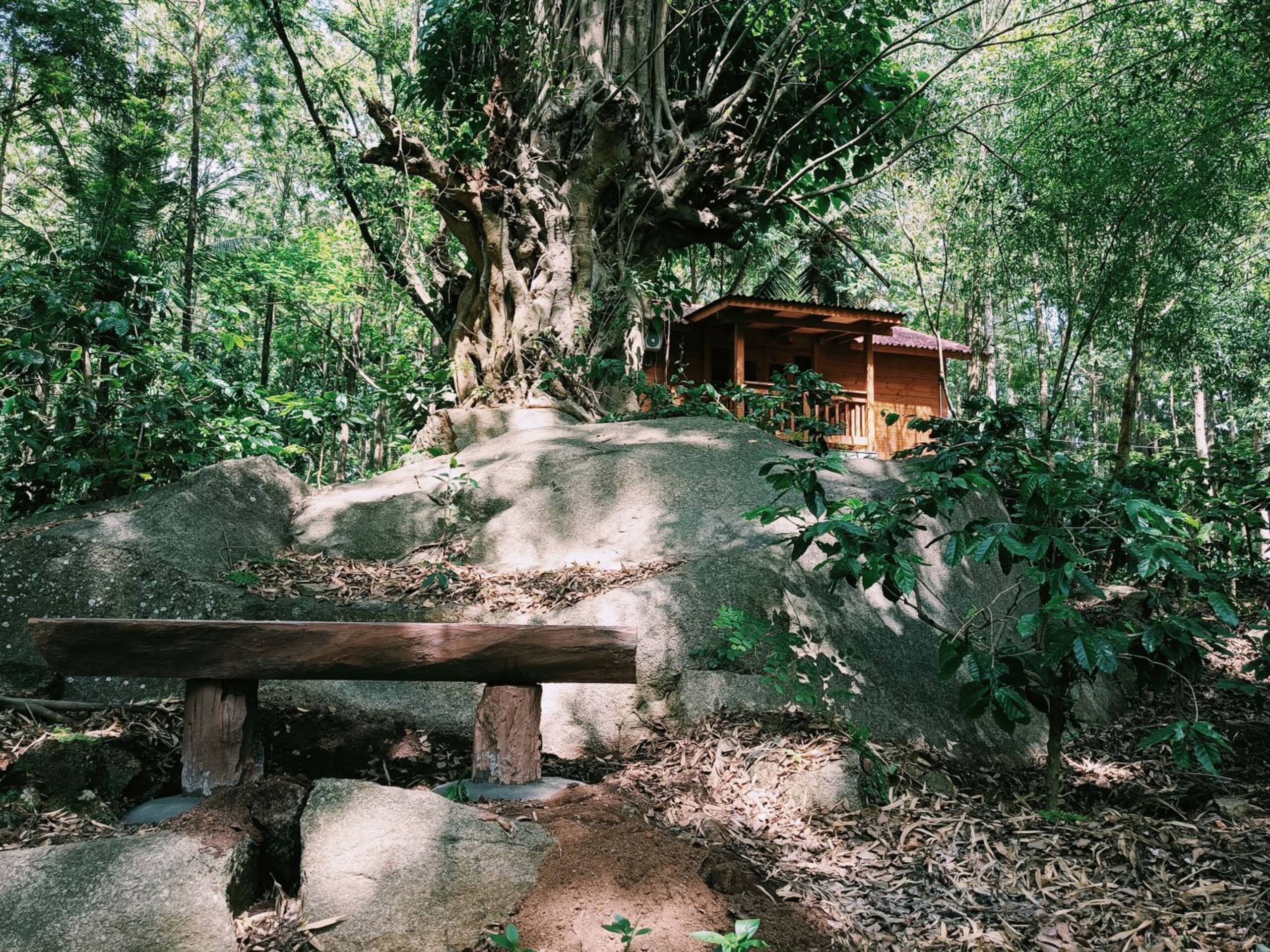Citrus Trail - Rustic Cottage in Coffee Plantation 7