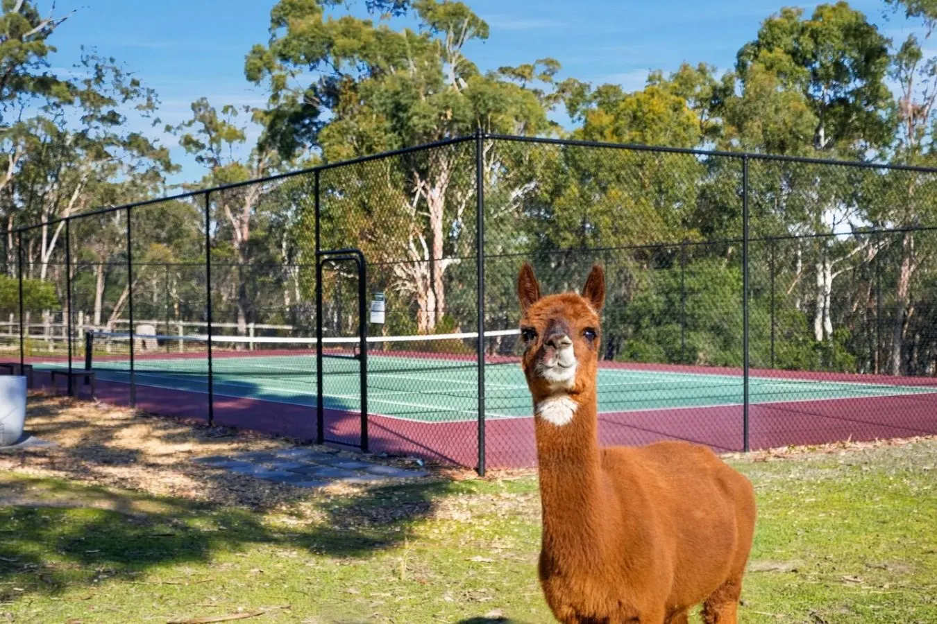 Rural Getaway: Alpacas, Pool, Hot tub, Gym, Tennis 9