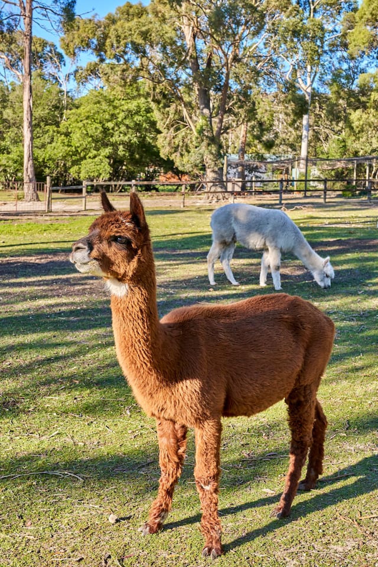 Rural Getaway: Alpacas, Pool, Hot tub, Gym, Tennis — photo 5