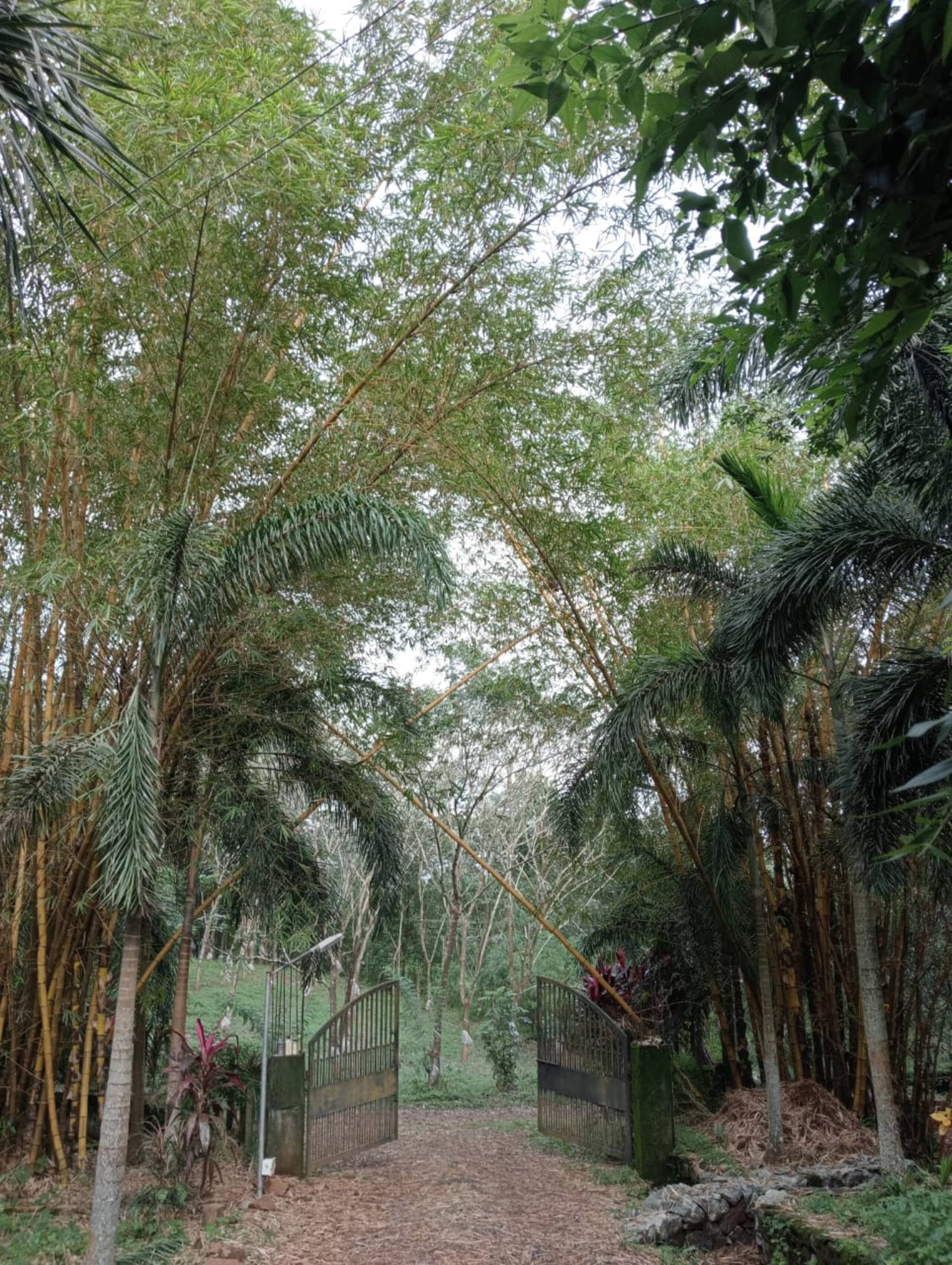 Nellari Heritage Bungalows 3