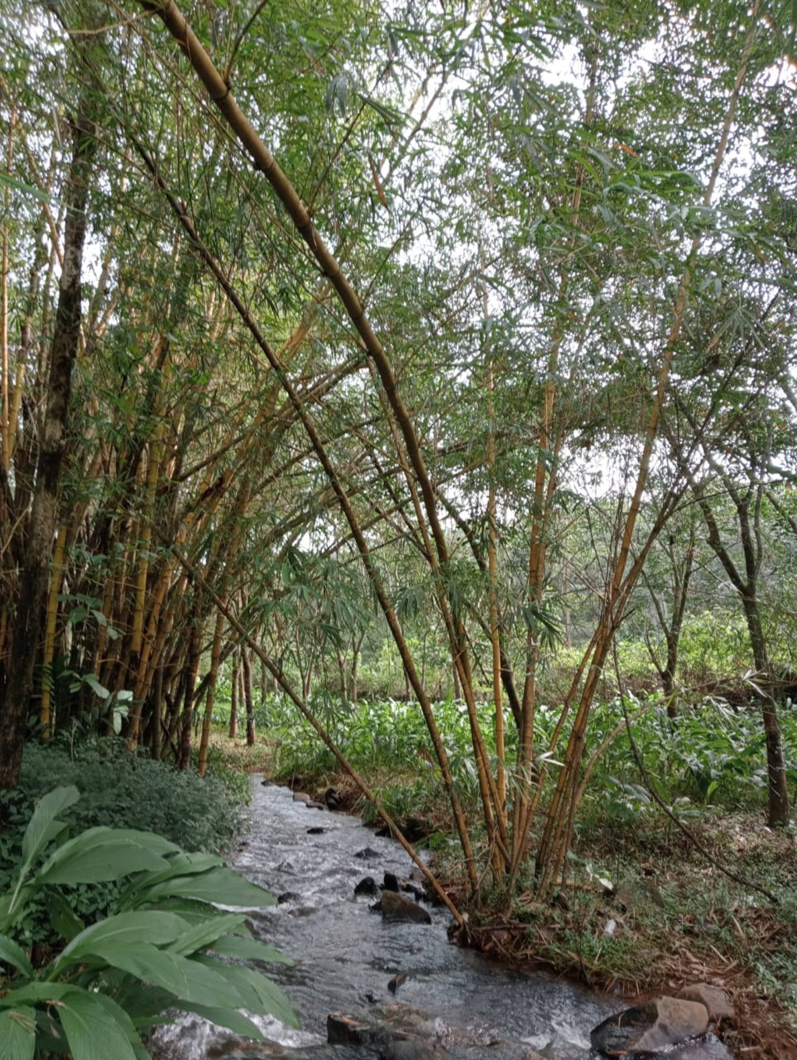Nellari Heritage Bungalows 22