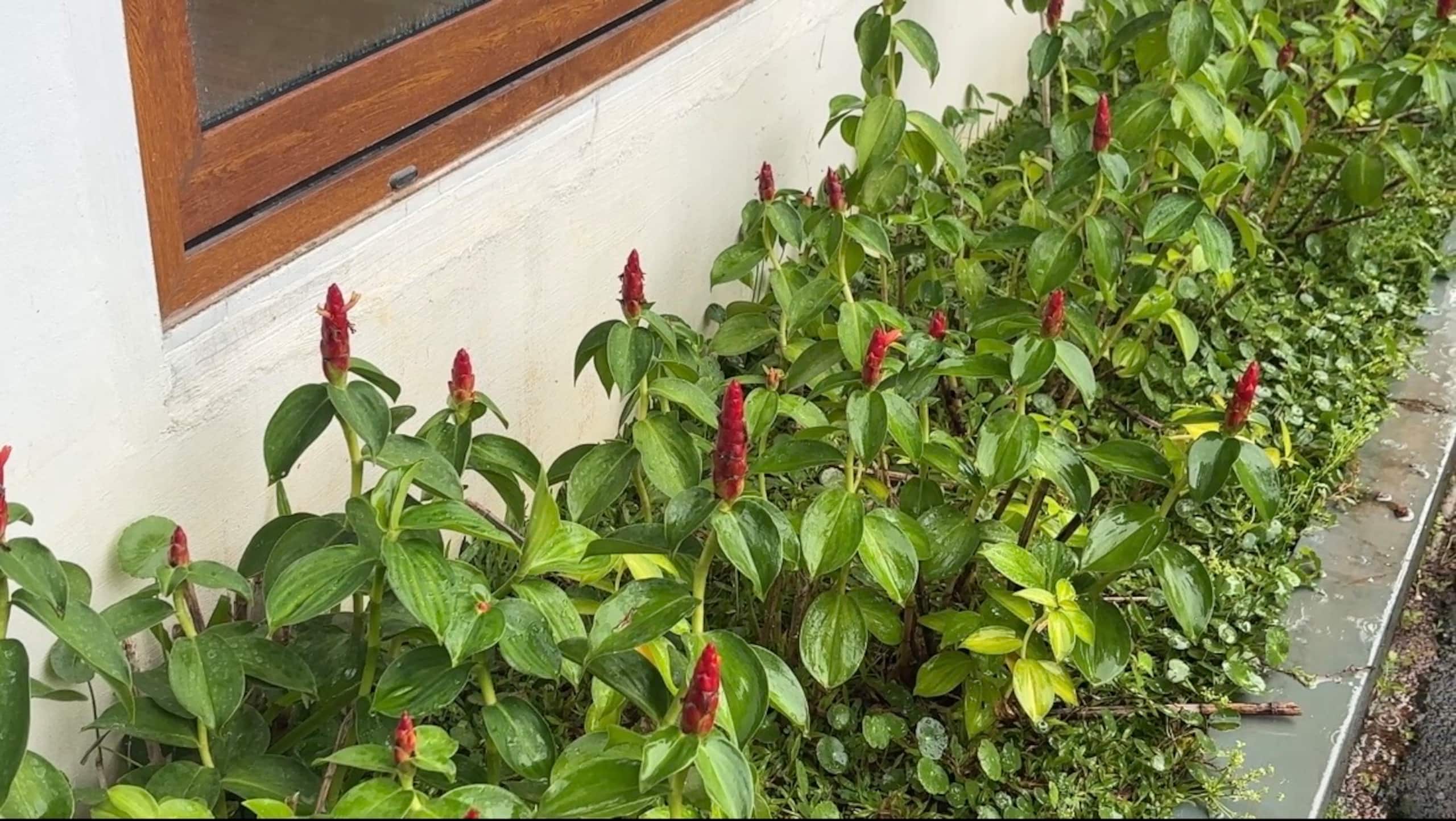 Bluewoods Homestay - Cozy Nature Stay 27