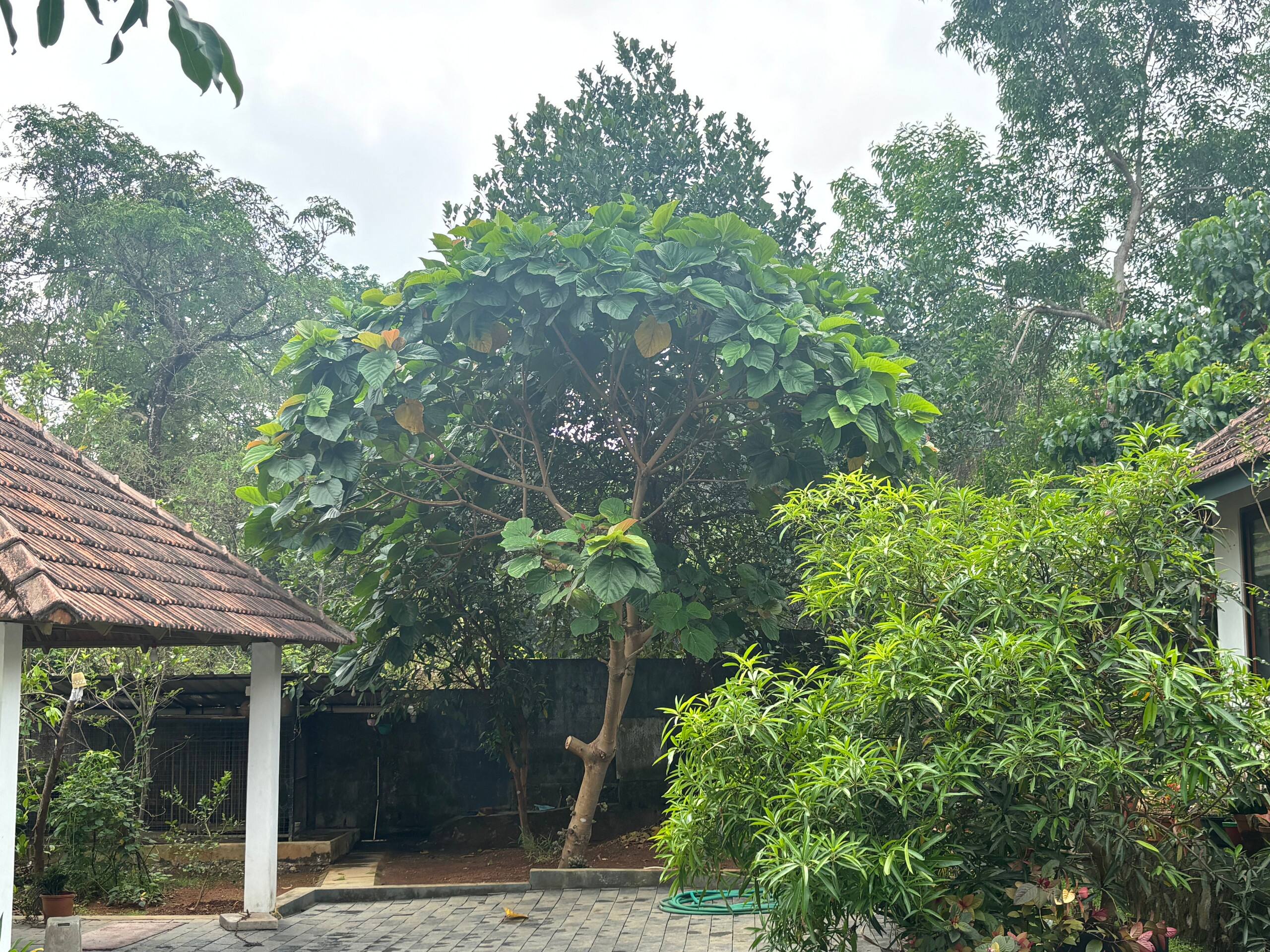 Bluewoods Homestay - Cozy Nature Stay 7