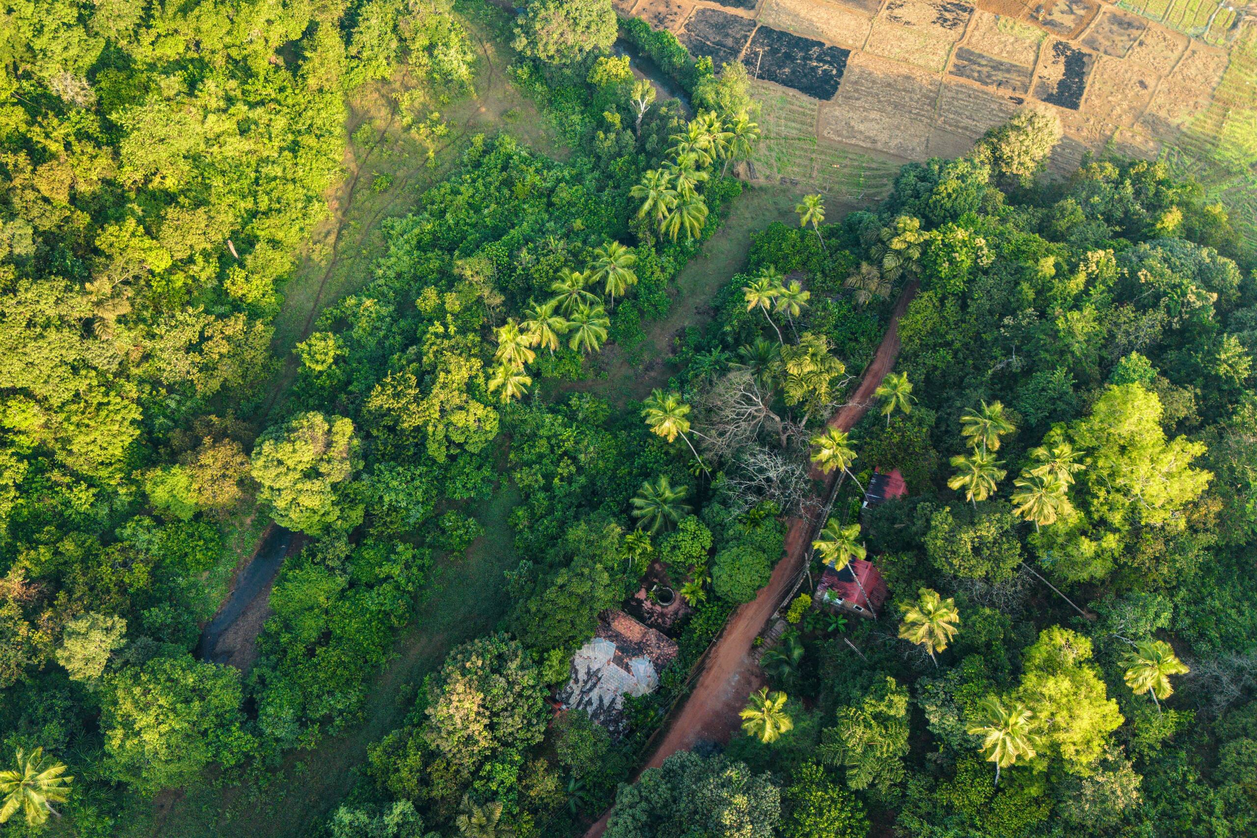 Private jungle bungalow-10mins from Agonda beach 1
