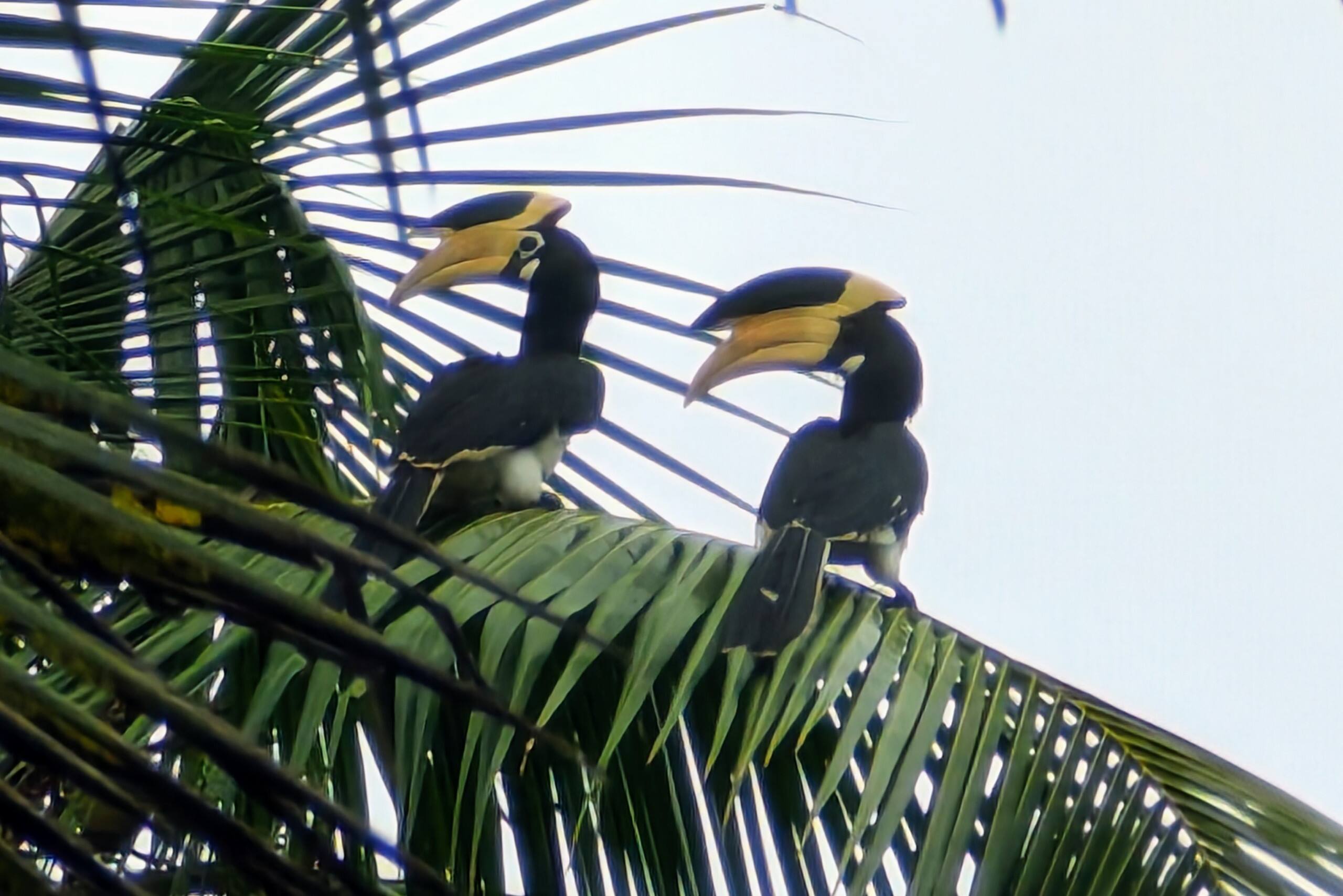 Private jungle bungalow-10mins from Agonda beach 18