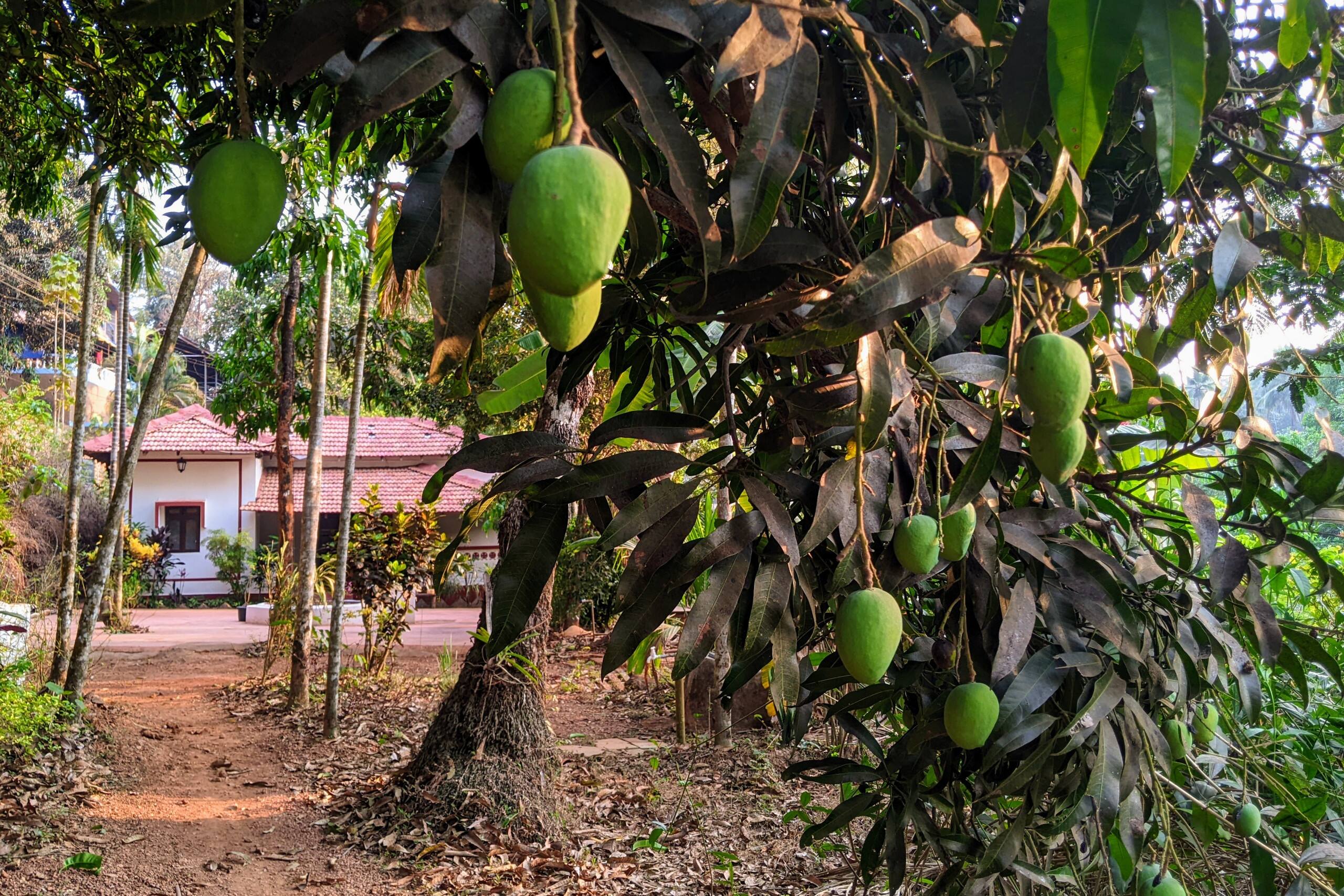 Private jungle bungalow-10mins from Agonda beach 5