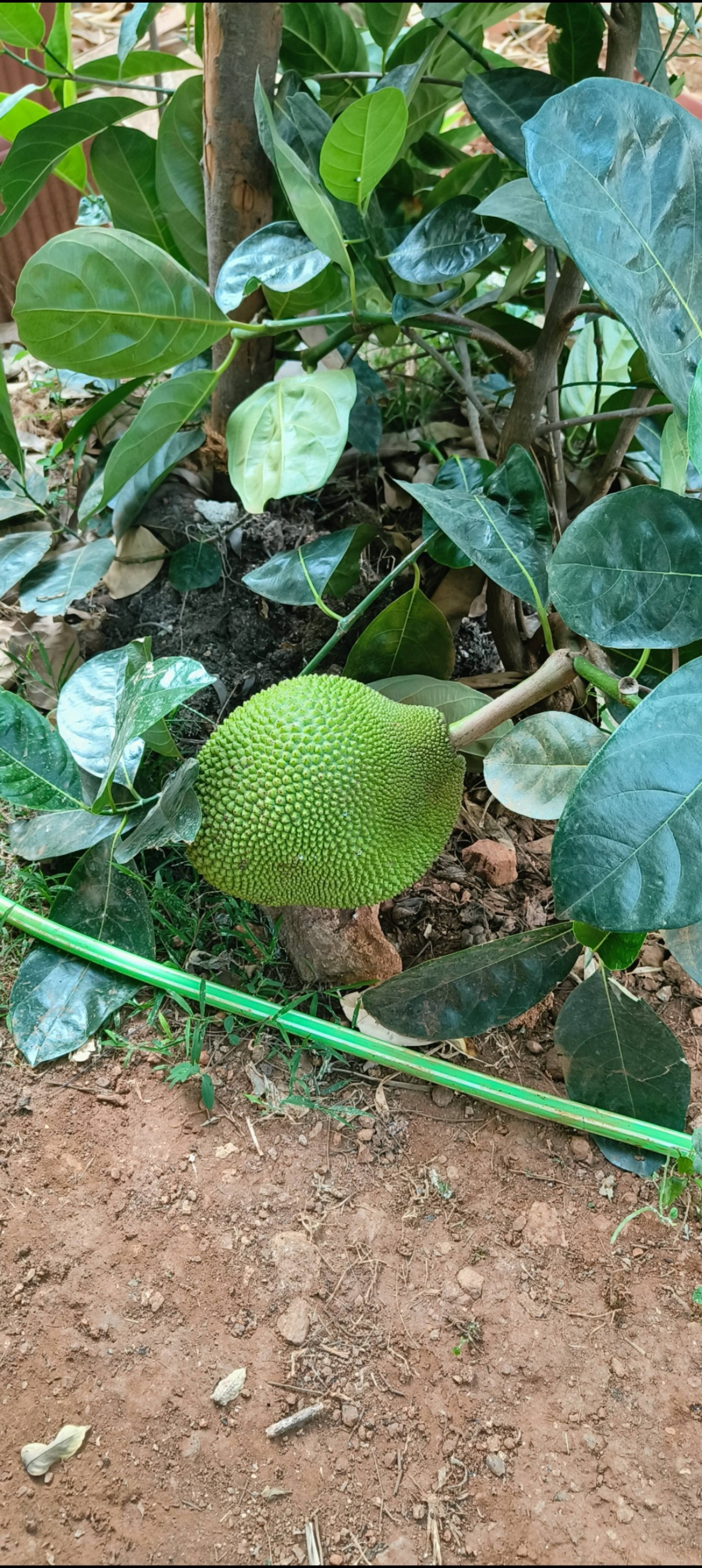Tapovan 15