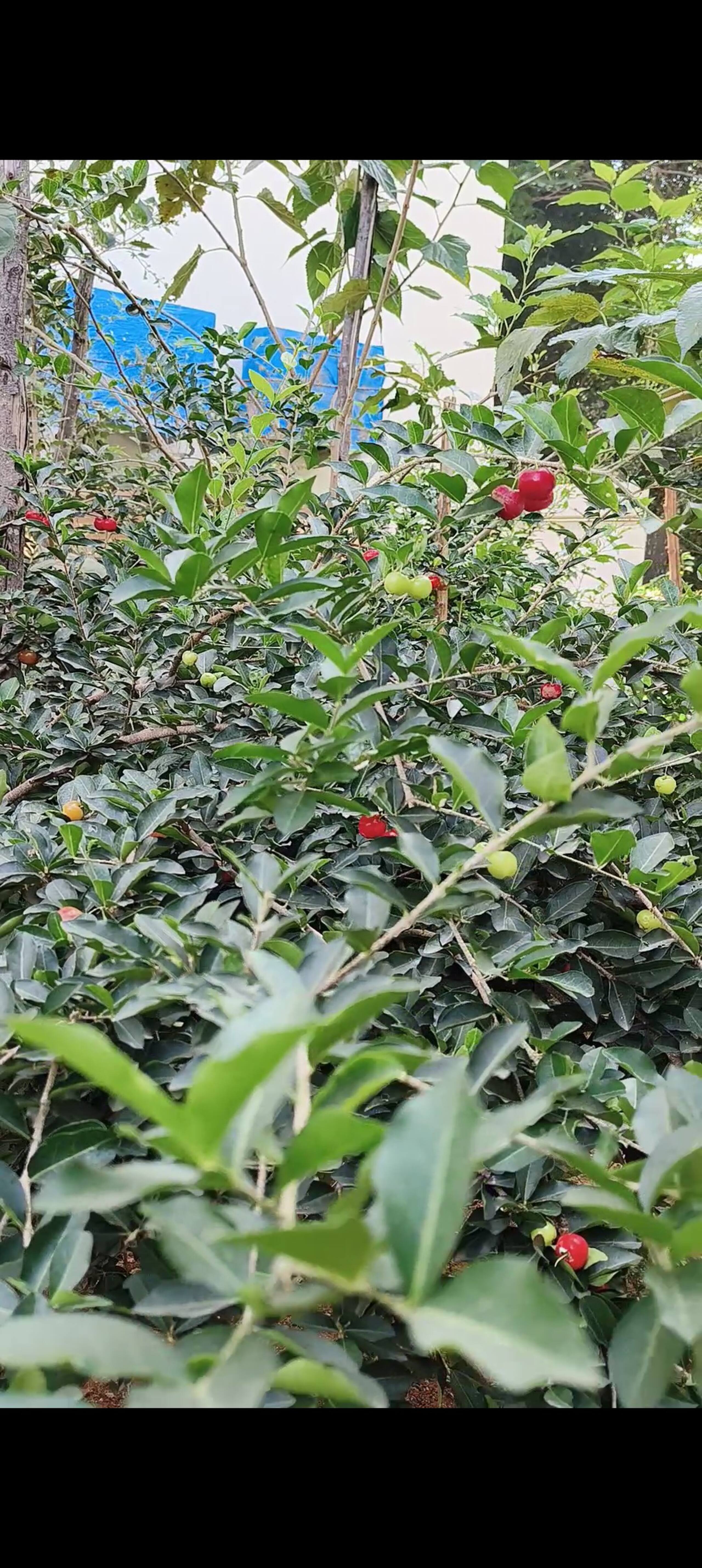 Tapovan 23