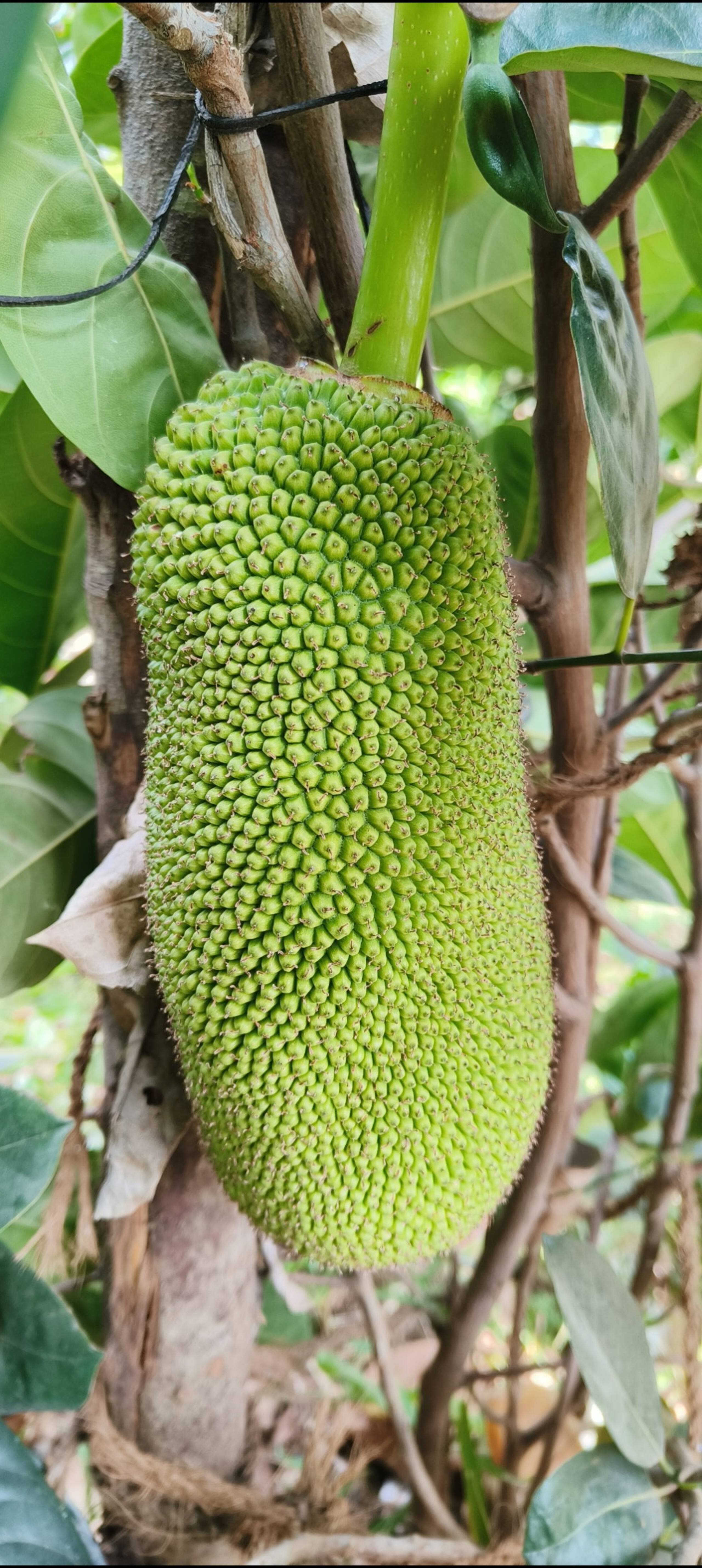 Tapovan 21