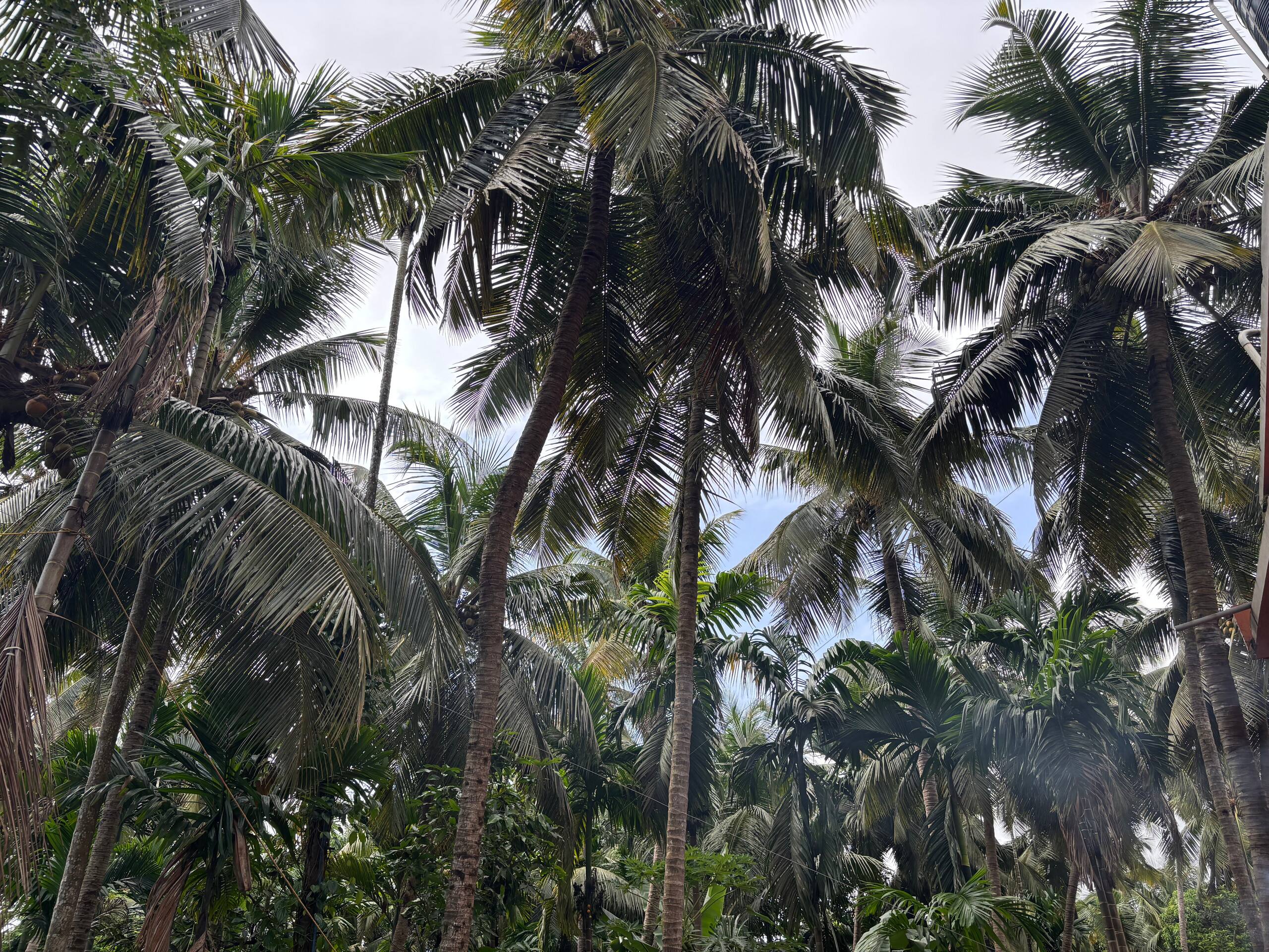 Kaveri Home Stay Backwaters Beach Boating 28