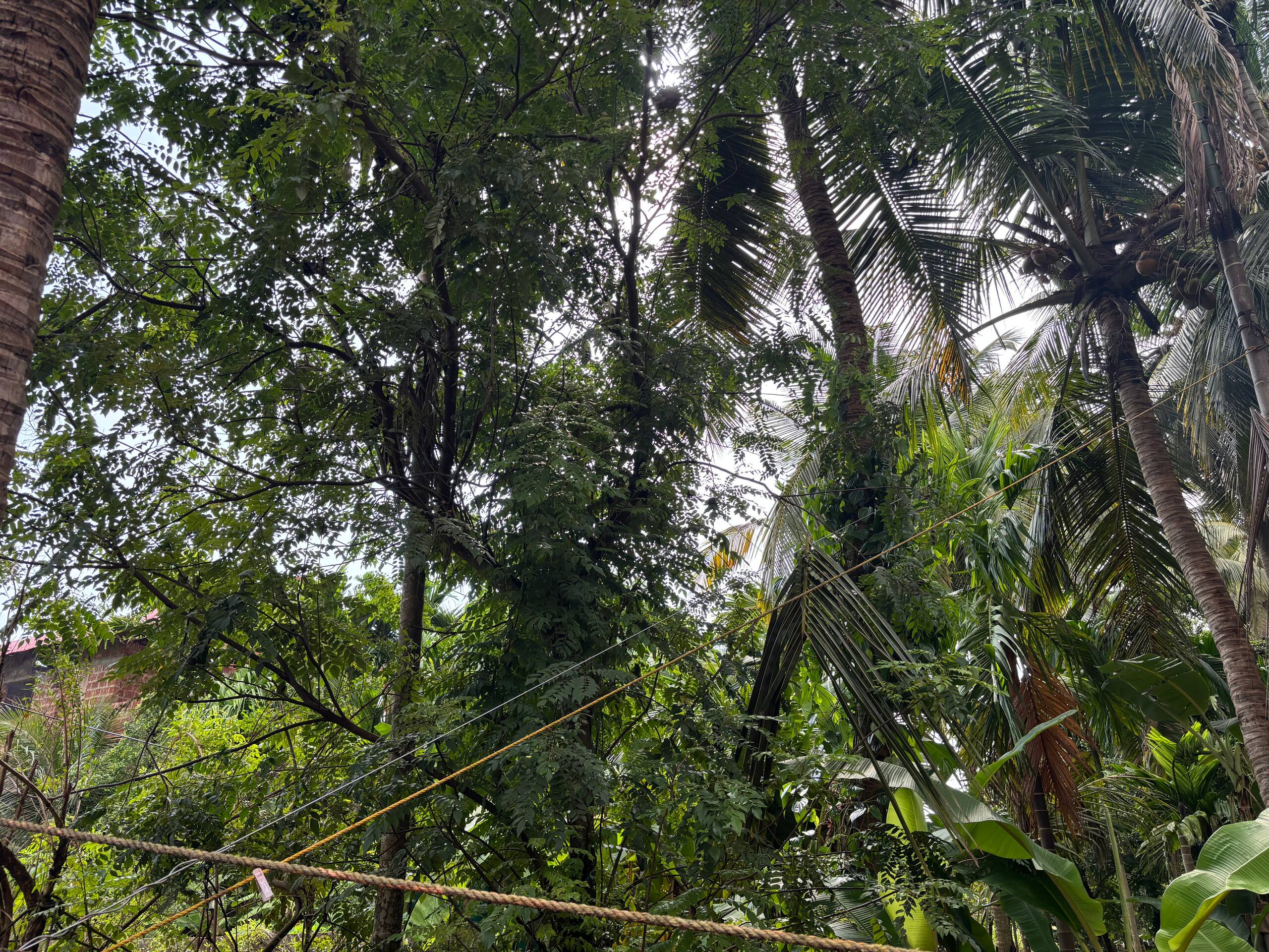Kaveri Home Stay Backwaters Beach Boating 27