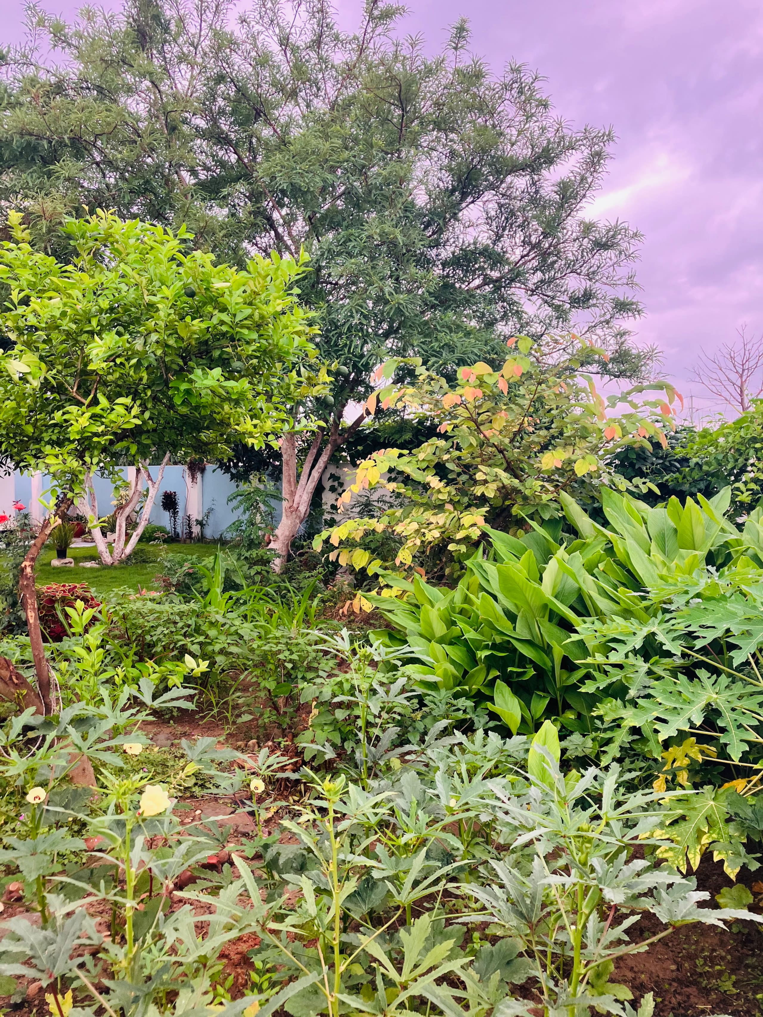 Mankotia Farmhouse (Pushpavanam) 18