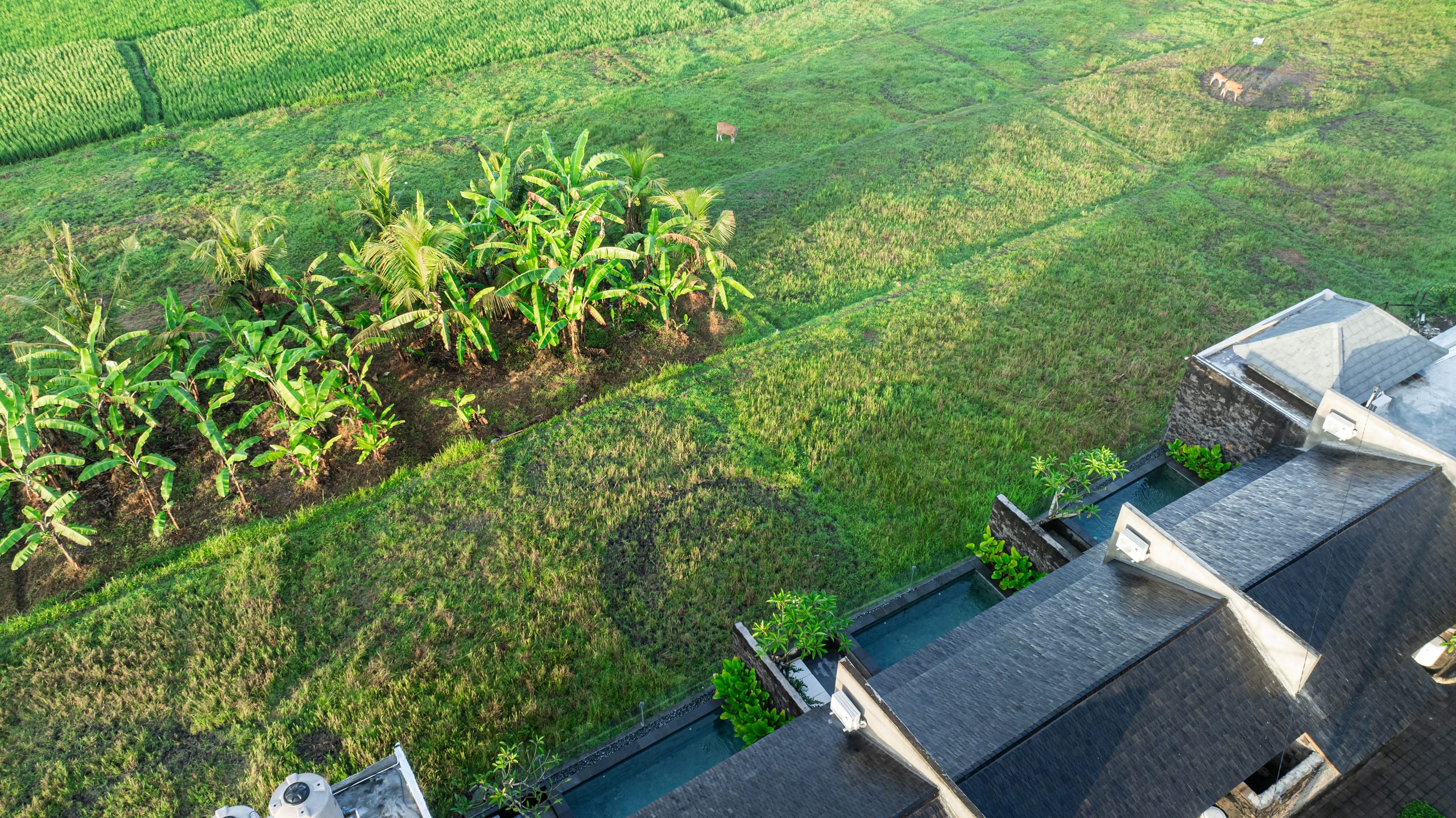 Pool Villa - Rice Field View 31
