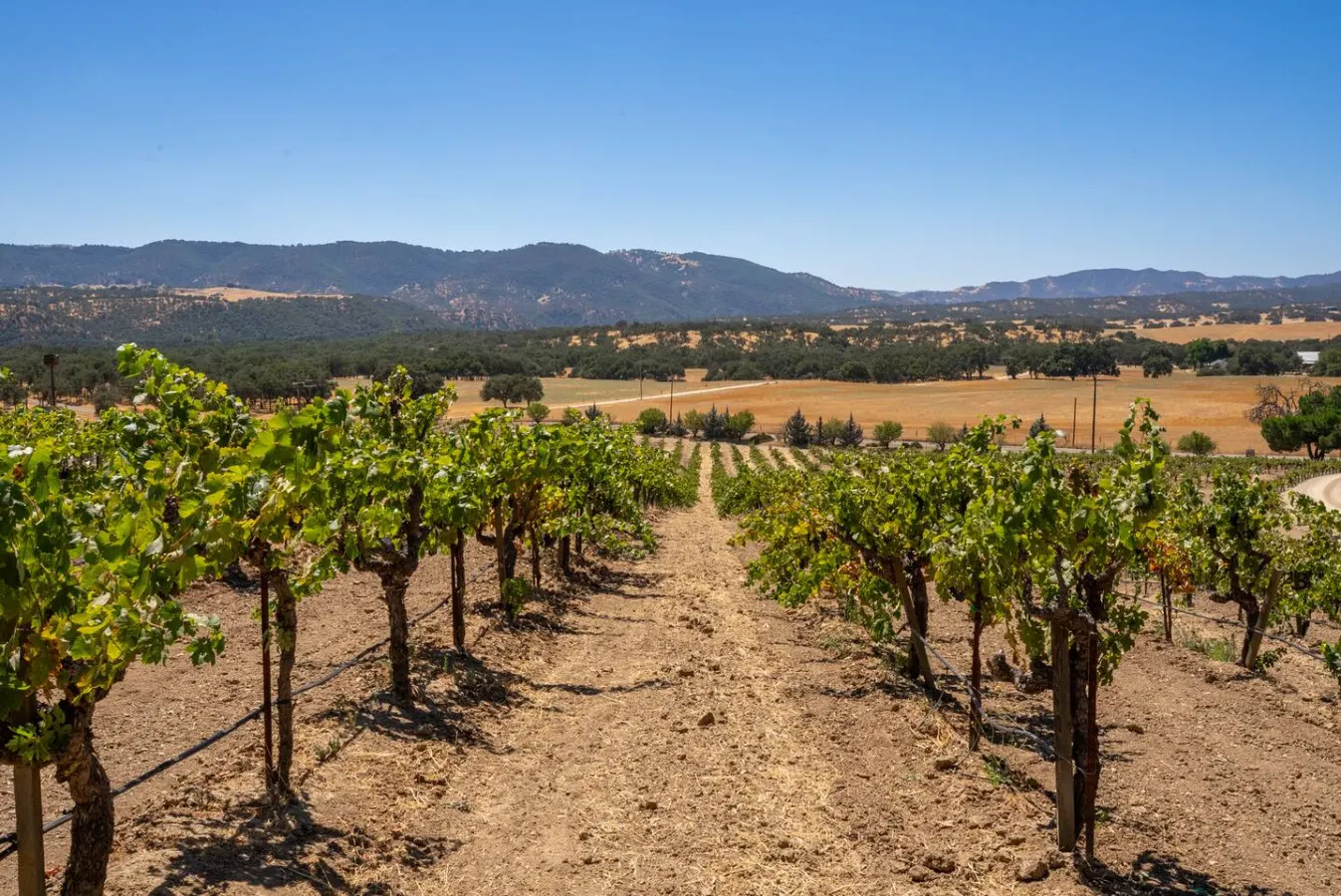Sunset Vineyard Suite with EV Charger 14