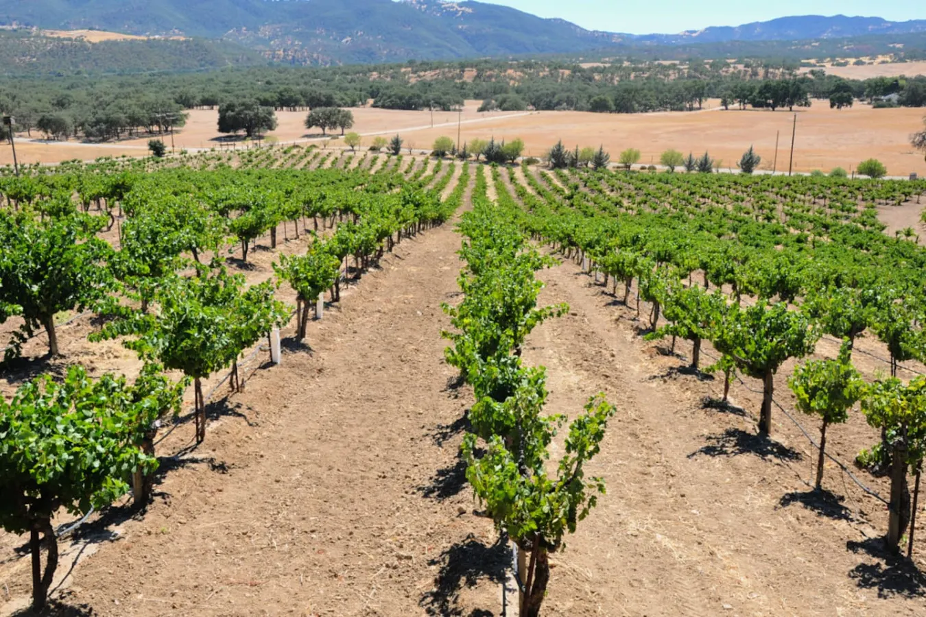 Sunset Vineyard Suite with EV Charger 19