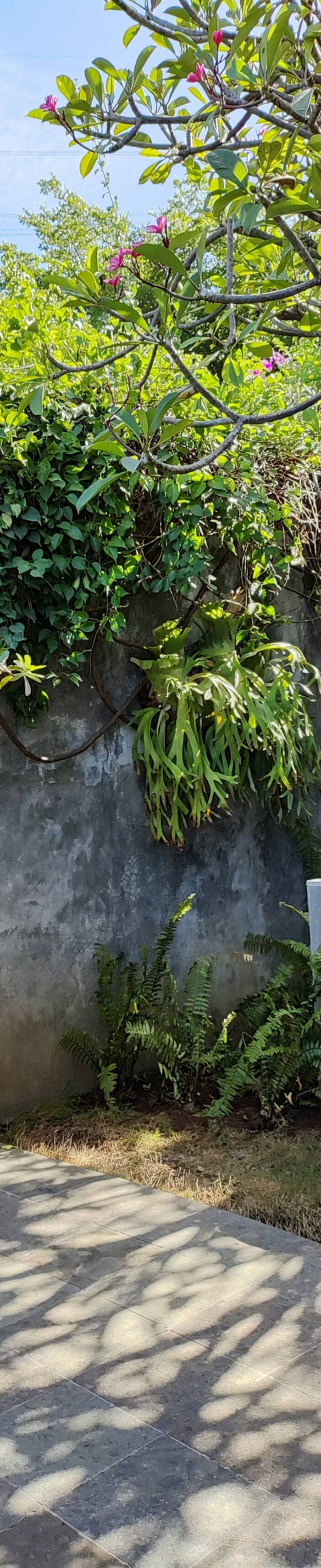 Basuki wooden house — photo 5